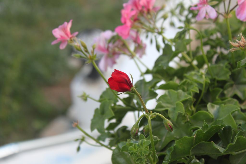 Bumerang Suites Bodrum Exterior foto